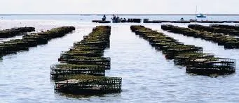 Морская кухня Крыма — рыба, мидии, устрицы